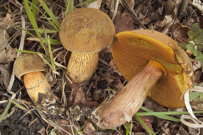 Boletus luridus